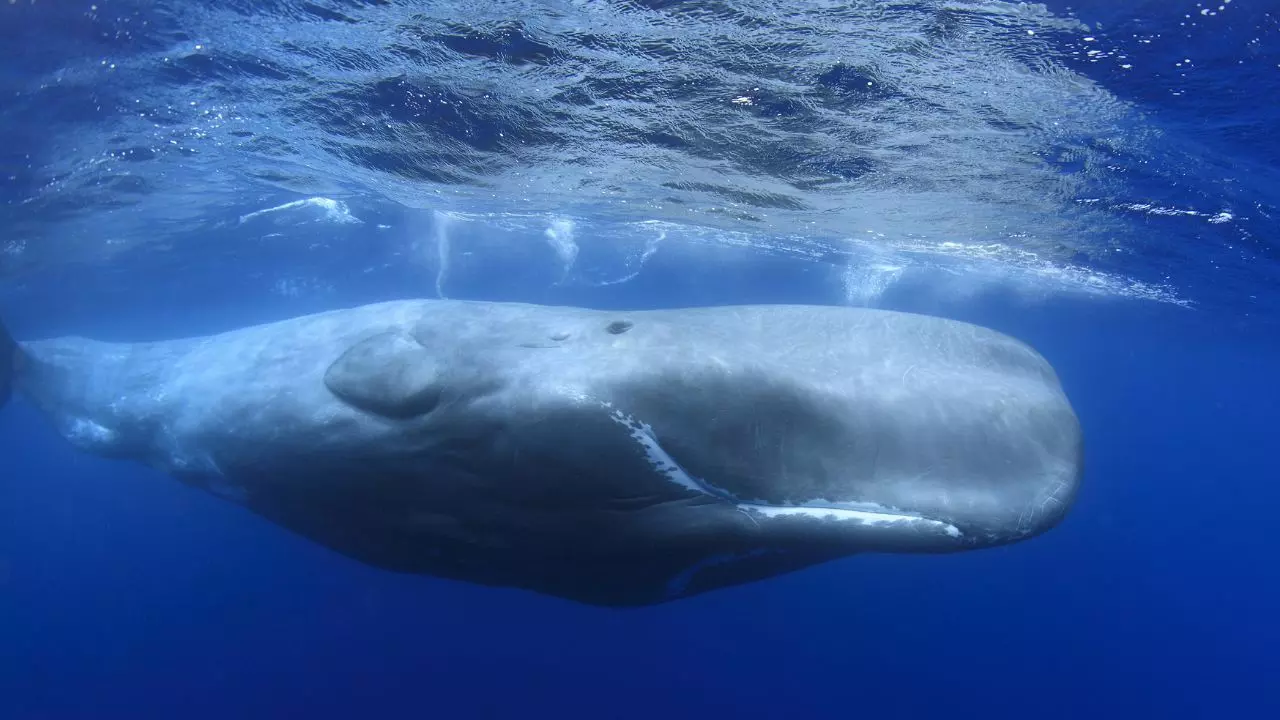 Unlocking cancer’s secrets: Why whale DNA holds the key; scientists reveal