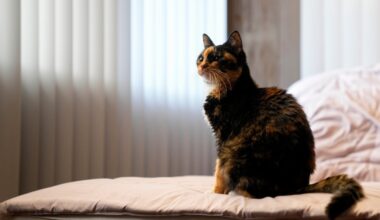 Tips to minimize pets' climate impact