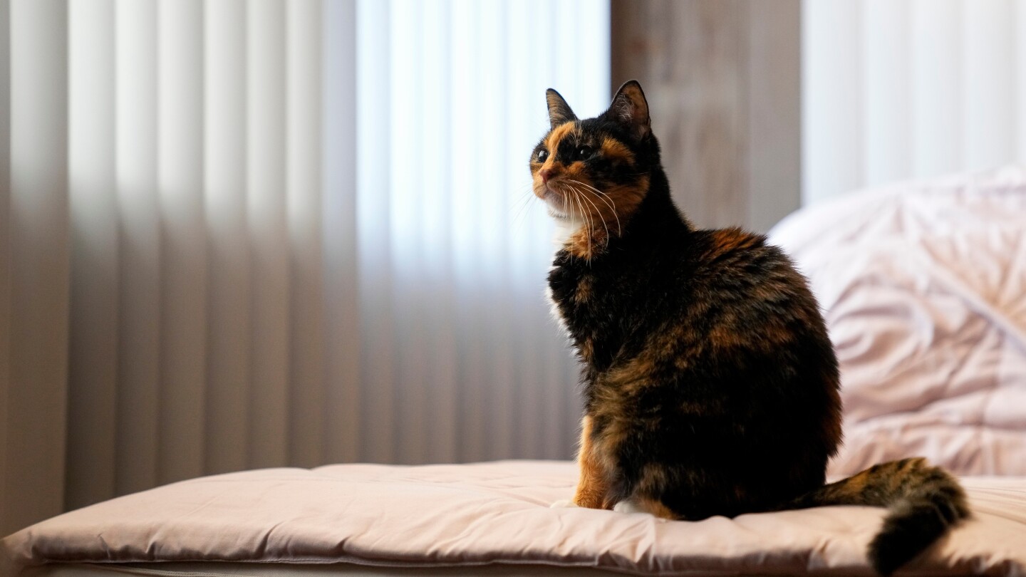 Tips to minimize pets' climate impact