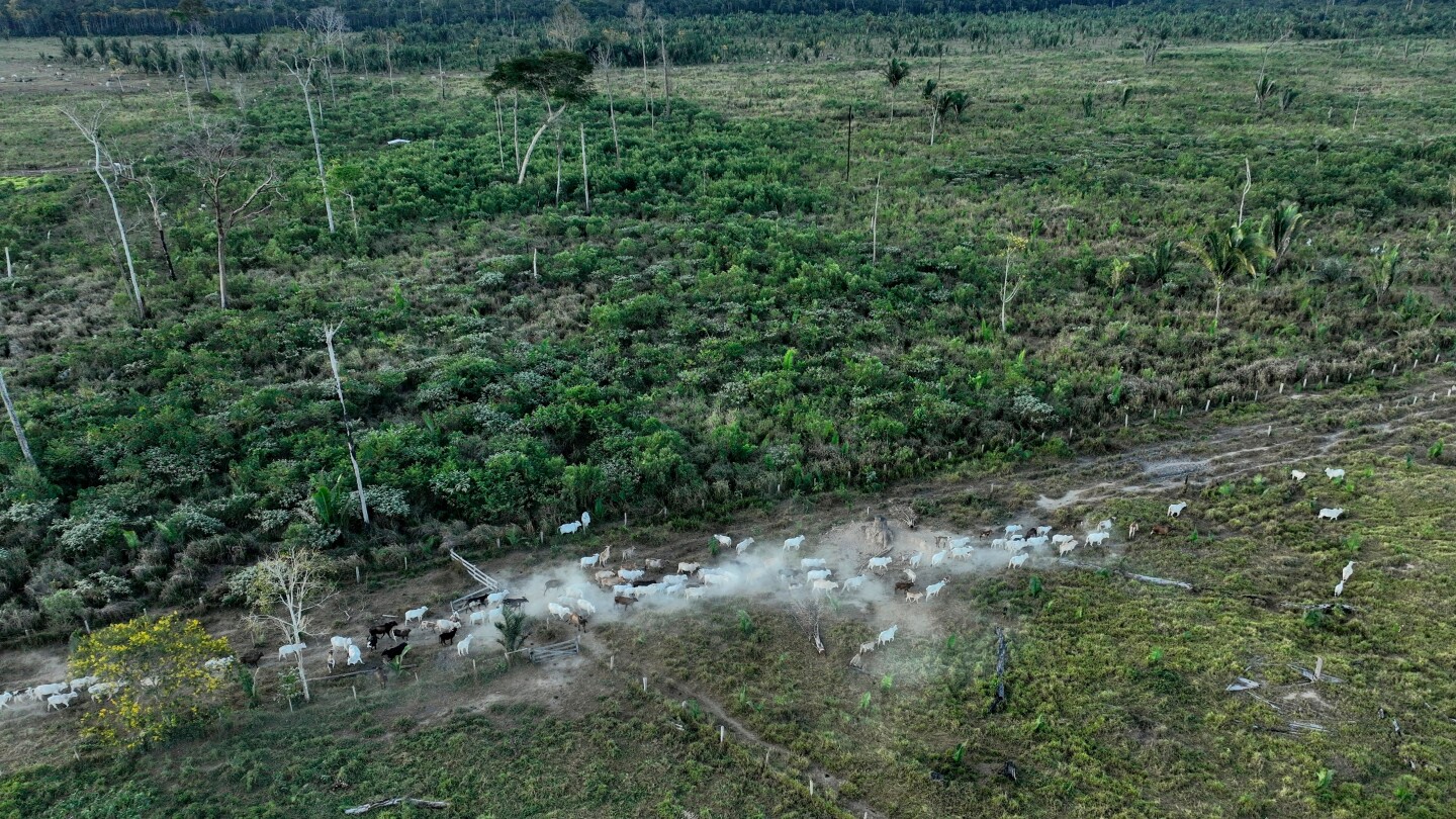 Interpol announces a new global fight against illegal deforestation
