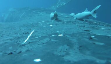 A whale-surfing fish hitches the ocean’s wildest joyride