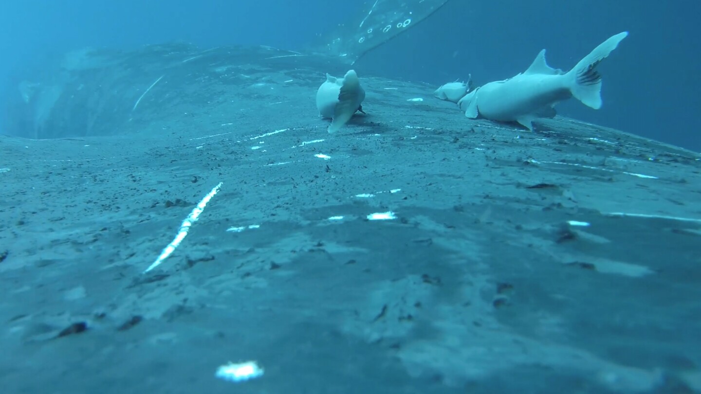 A whale-surfing fish hitches the ocean’s wildest joyride