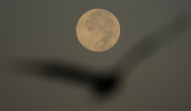 How to spot November's supermoon, the closest of the year