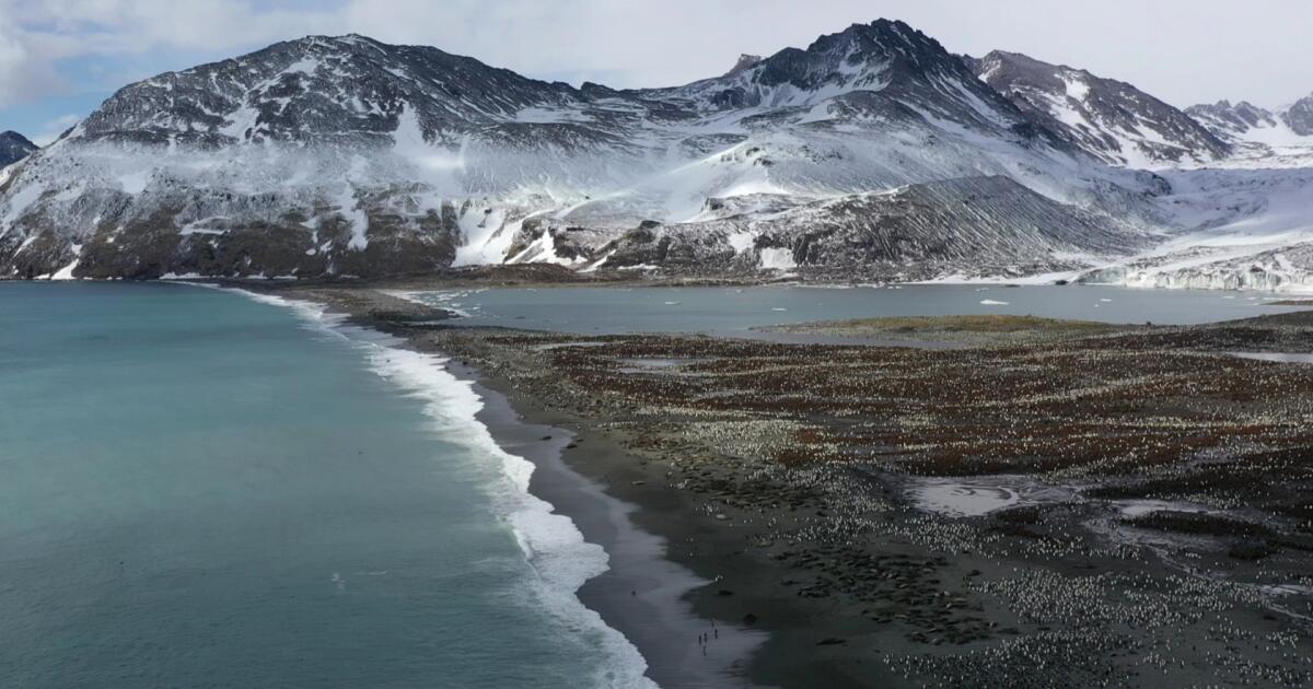 Bird flu slams seals and sea lions in the Southern Hemisphere