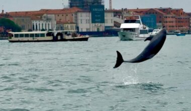 Venice's newest marvel is a wild dolphin. His refusal to leave is dangerous