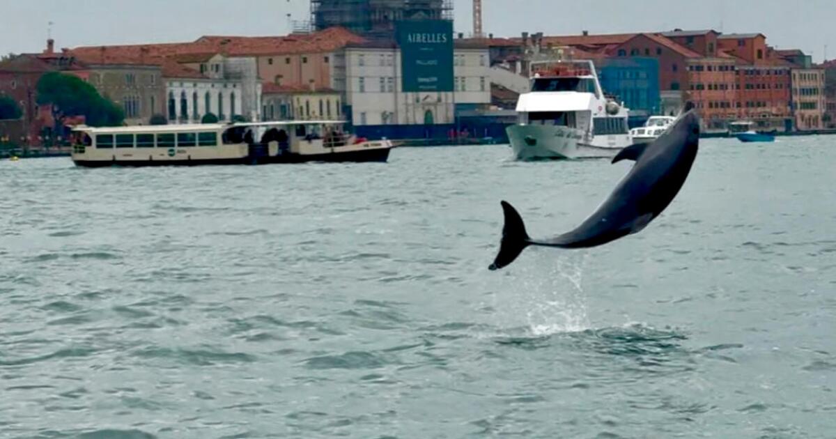 Venice's newest marvel is a wild dolphin. His refusal to leave is dangerous