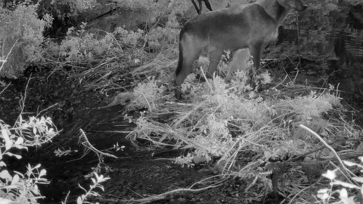 This might be the first recorded tool use by a wild wolf