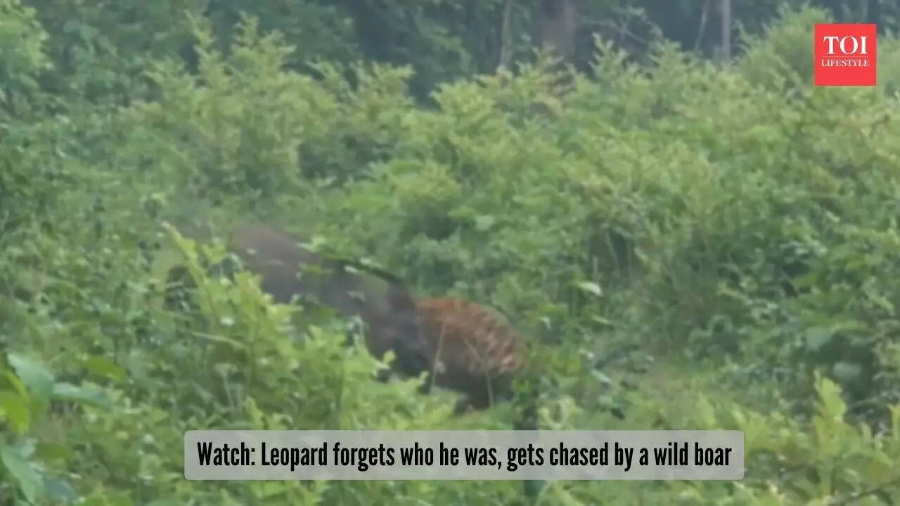 Watch Leopard forgets who he was, gets chased by a wild boar