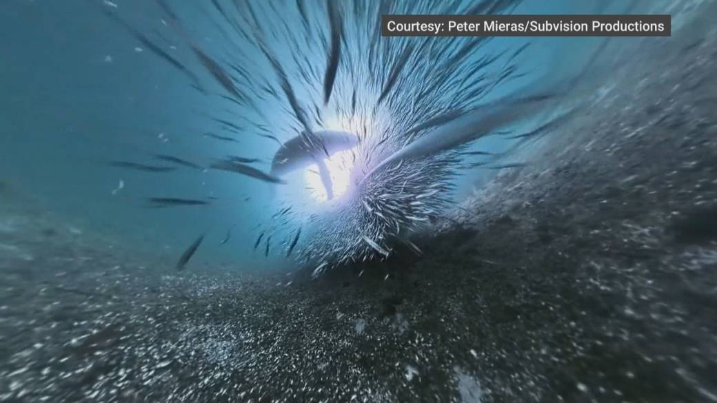 Click to play video: 'Amazing humpback whale encounter caught on video'