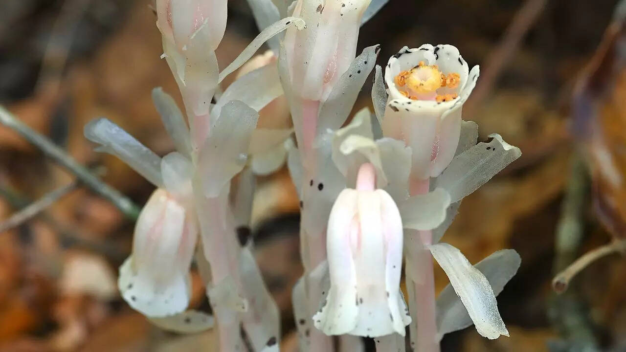 Why ghost plants of Japan are important for understanding life in darkness