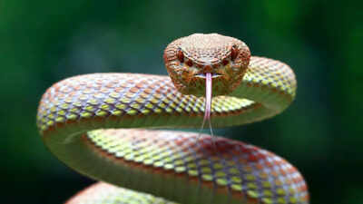 Why snakes flick their tongues so often: Hunting prey and finding potential mates
