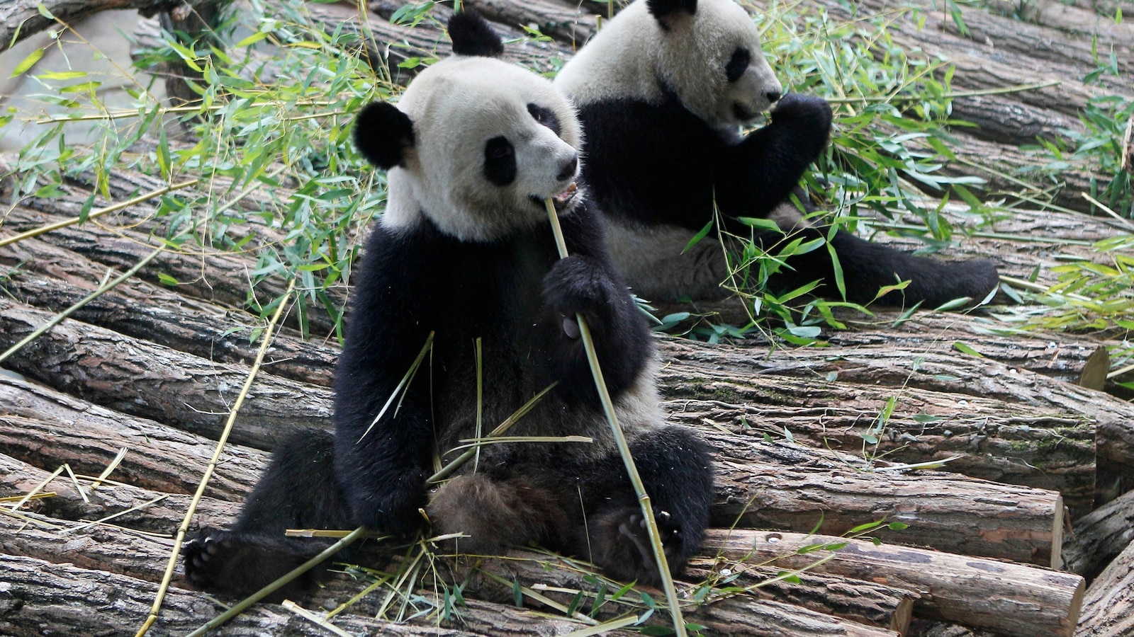 France says 'bon voyage' to 2 giant pandas as they head back to China