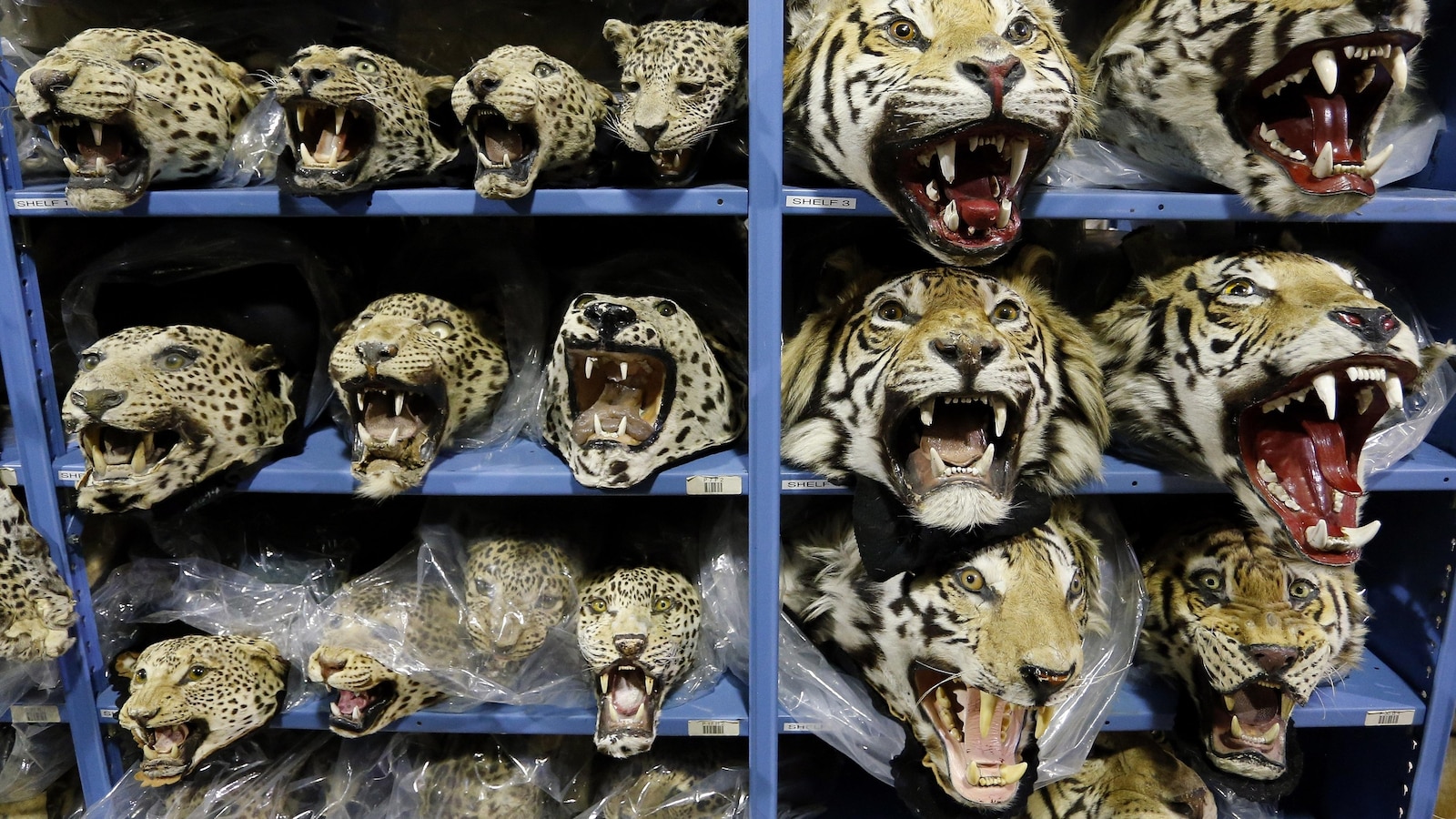 Global tiger trafficking crisis worsens with nine big cats seized monthly