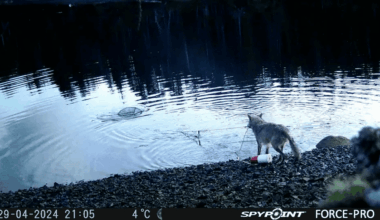 Still image from the recording showing a wolf pulling on a crab pot line