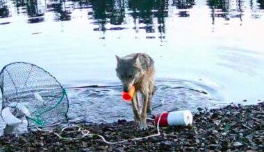 A wolf stands at the edge of a rocky shoreline, holding an orange and white fishing bobber in its mouth. A fishing net and additional gear are lying on the ground nearby. Rippling water is in the background.