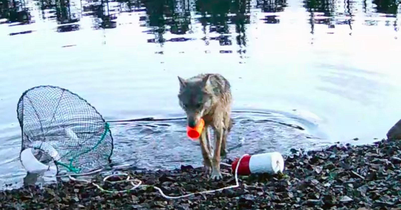 A wolf stands at the edge of a rocky shoreline, holding an orange and white fishing bobber in its mouth. A fishing net and additional gear are lying on the ground nearby. Rippling water is in the background.
