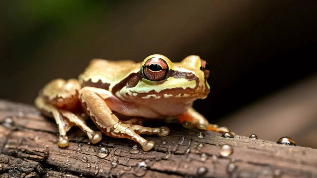Wood Frogs