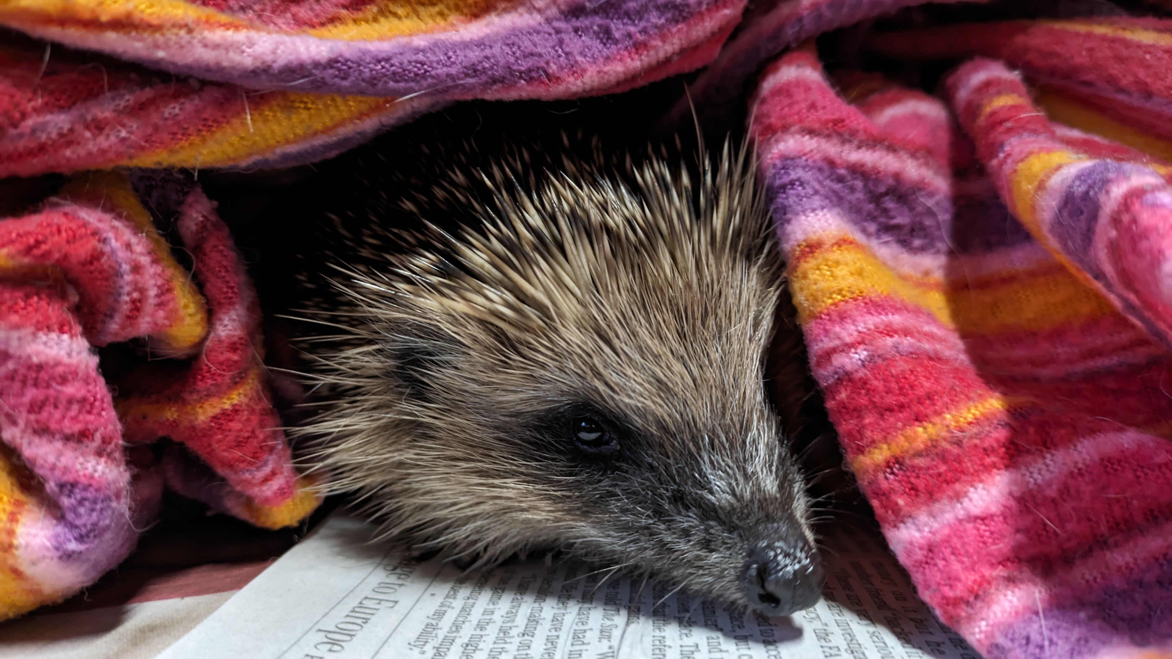 A hiding hedgehog peeks out from under a colorful blanket, resting on newspaper.