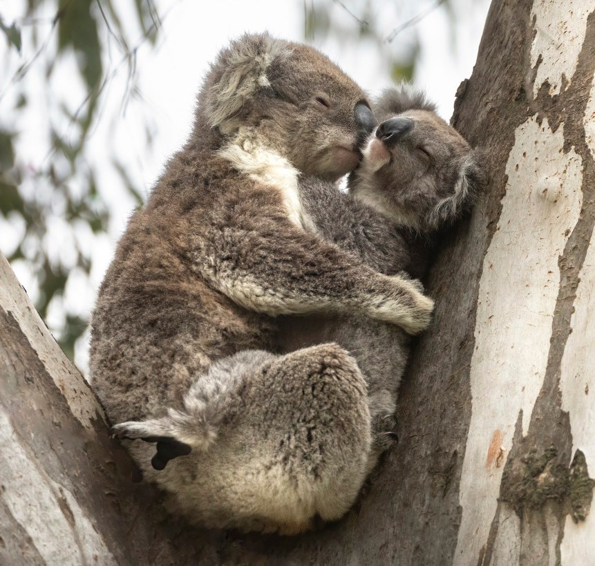 Mother koala hugging and kissing her young koala on a gum tree.