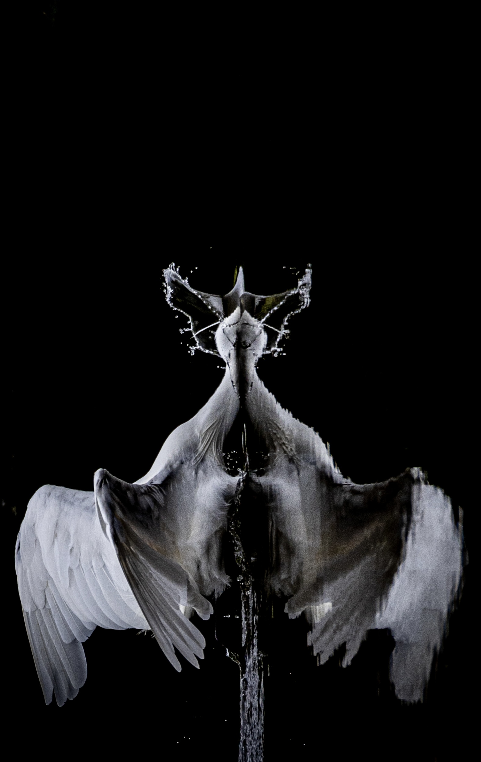 A white egret splashing in water, seen from above, its reflection visible, against a dark background.