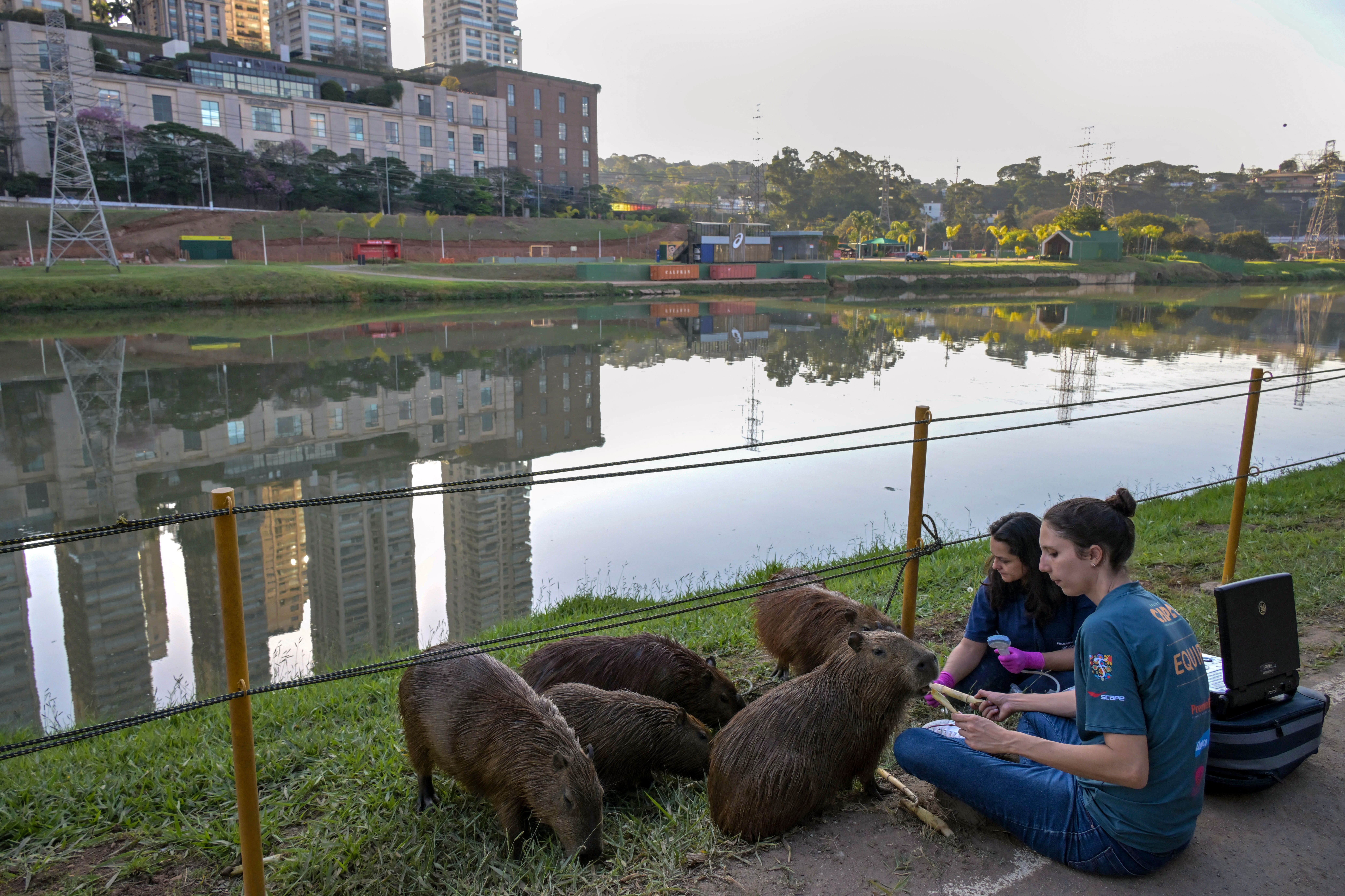 Members of the CAPA project take care of capybaras on the bank of the Pinheiros River in Sao Paulo, Brazil.