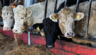 Concern bluetongue will spread in spring if not contained