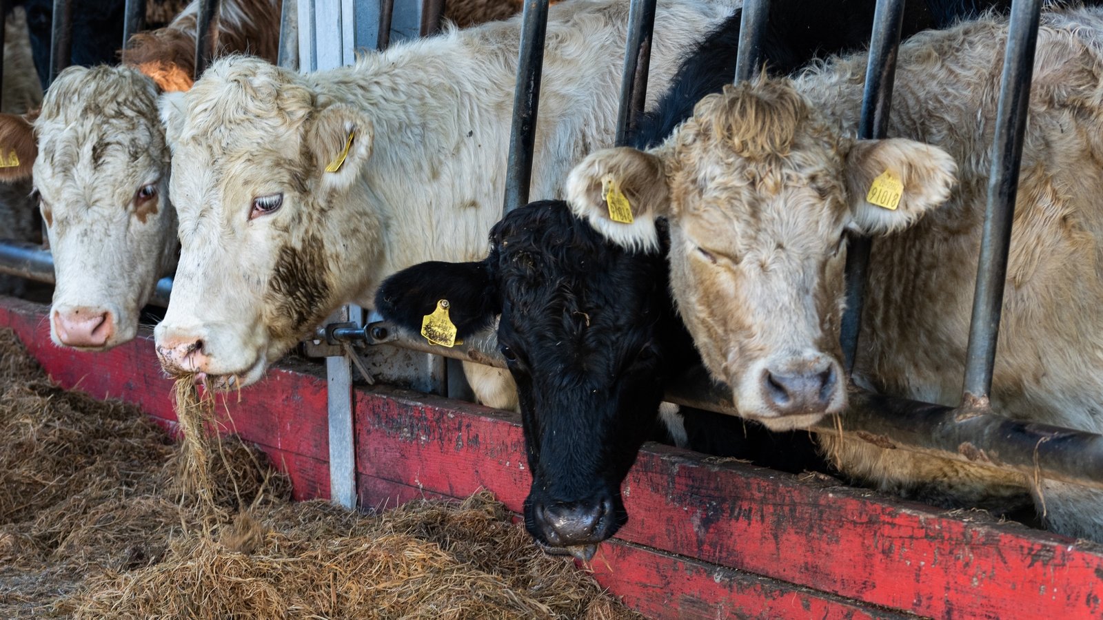 Concern bluetongue will spread in spring if not contained