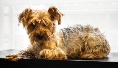 Suspended sentence for woman who mistreated up to 80 dogs