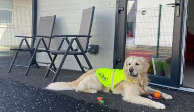 How your family dog is more than just a friend to sick children