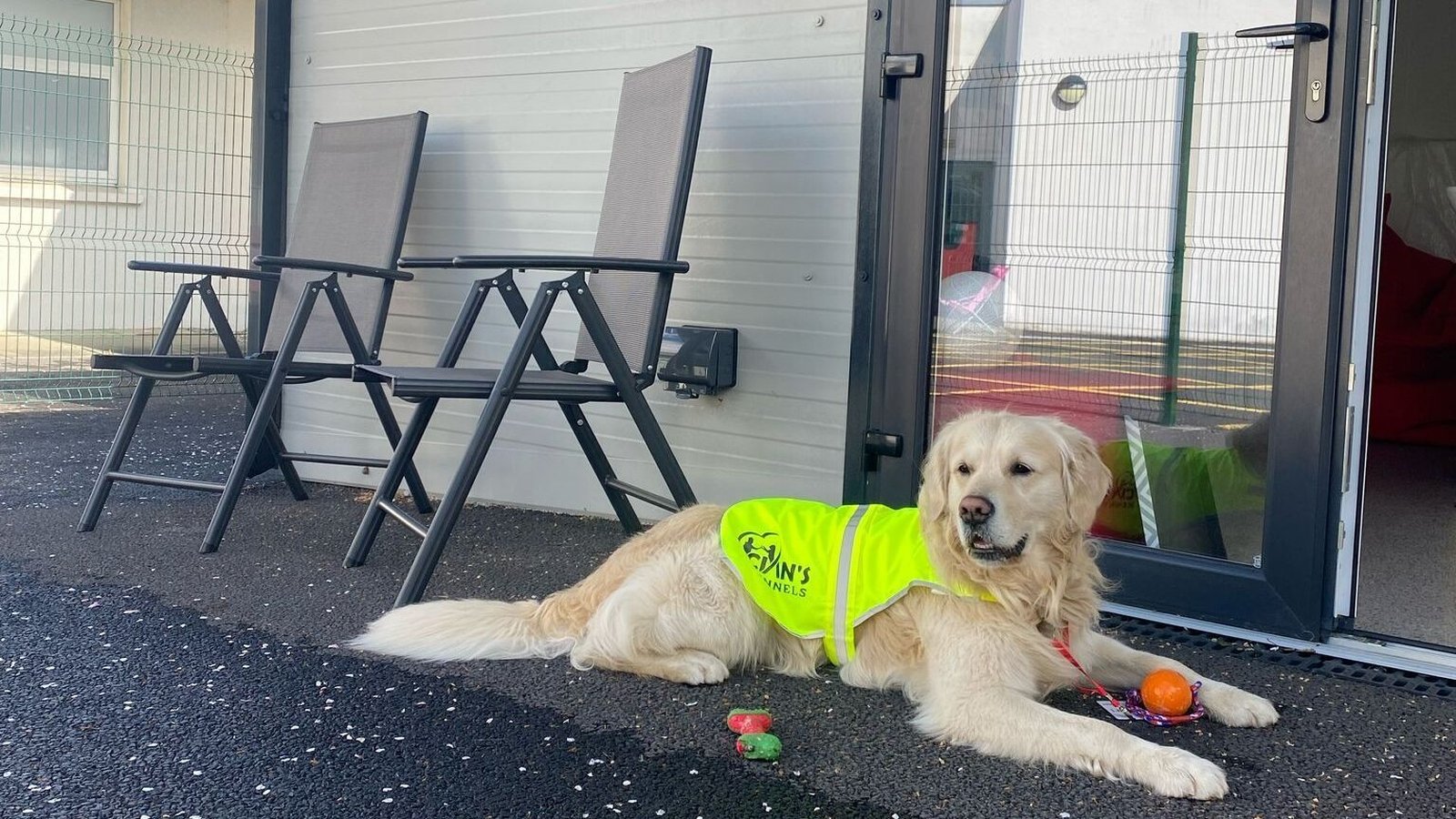 How your family dog is more than just a friend to sick children