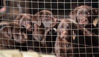 Bill on regulation of puppy farms to be debated in Dáil