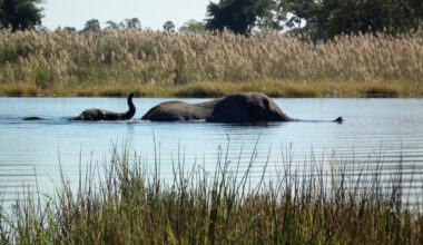 Africa: The Last Great Bulls - Inside Botswana's Silent Struggle Over Its Elephants
