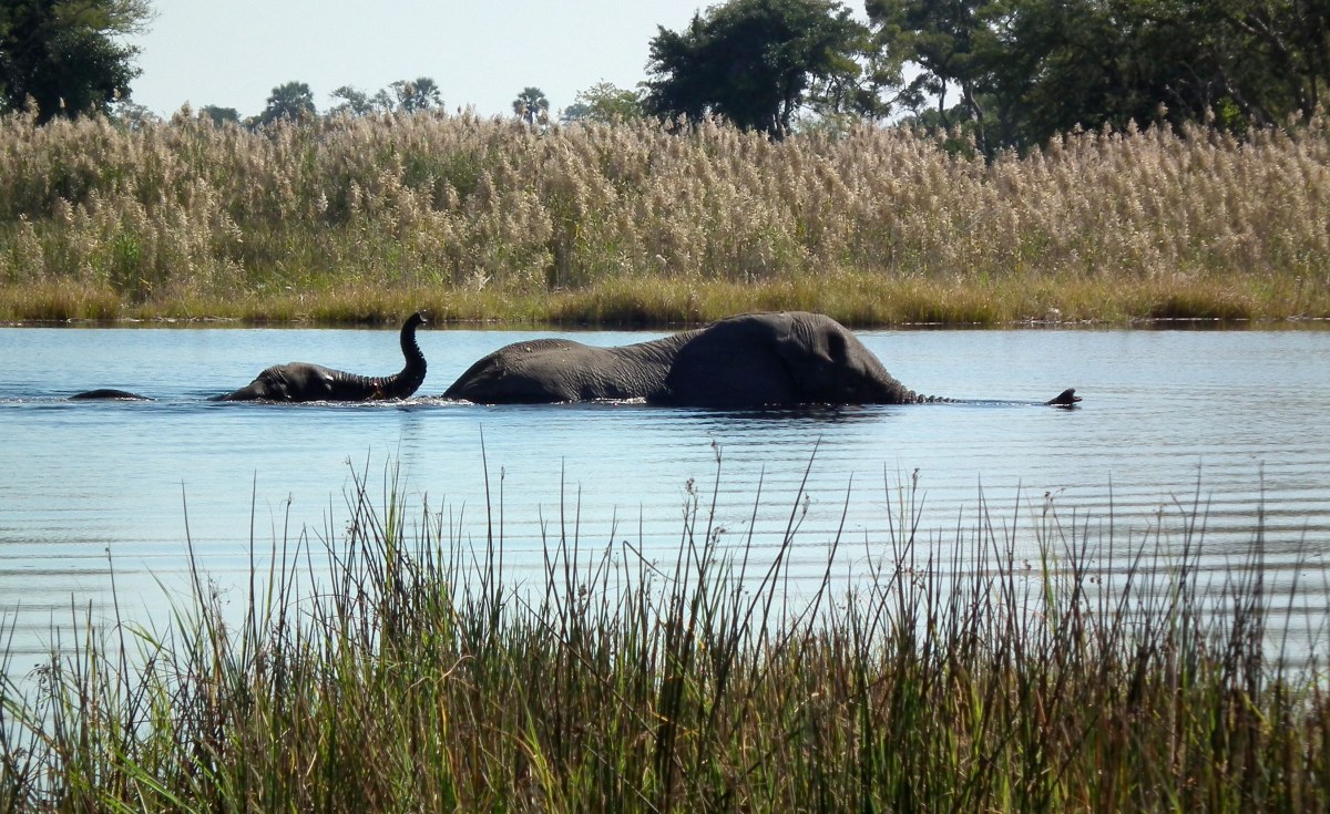 Africa: The Last Great Bulls - Inside Botswana's Silent Struggle Over Its Elephants