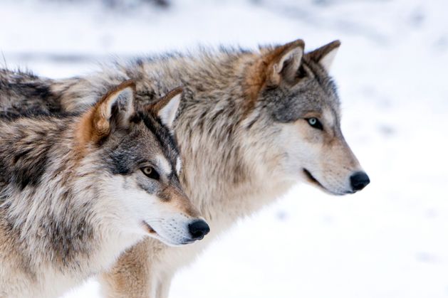 Humans cared for wolves thousands of years before dogs, Stockholm University study suggests