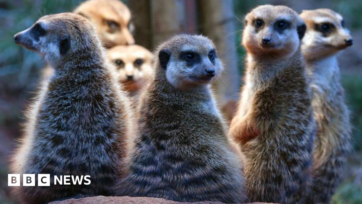 A group of six meerkats stand on their hindlegs looking back at the camera. They have grey-brown fur, pointed noses and piercing eyes.