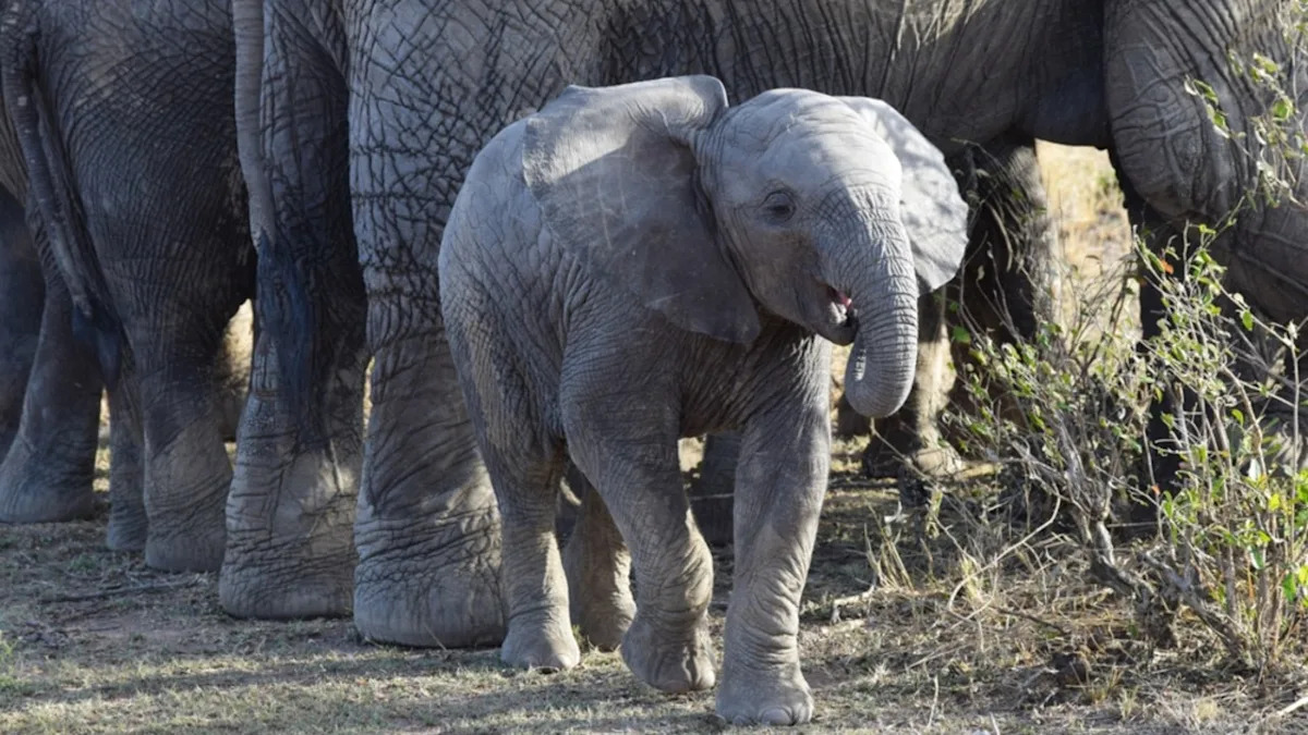 Baby Elephant Showing off for Tourists Is Downright Irresistible