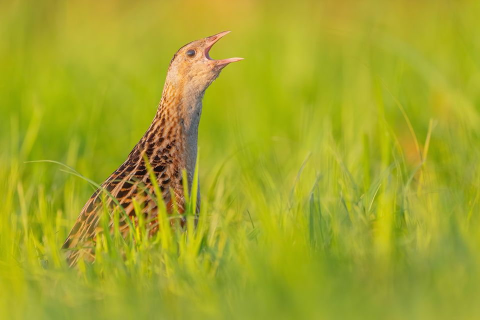 The corncrake is a bird that has steeply declined in Ireland over the last century but its numbers are beginning to grow. Photo: Getty