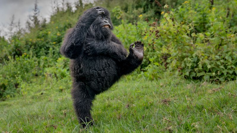 High-fiving gorilla scoops first prize at Comedy Wildlife Awards