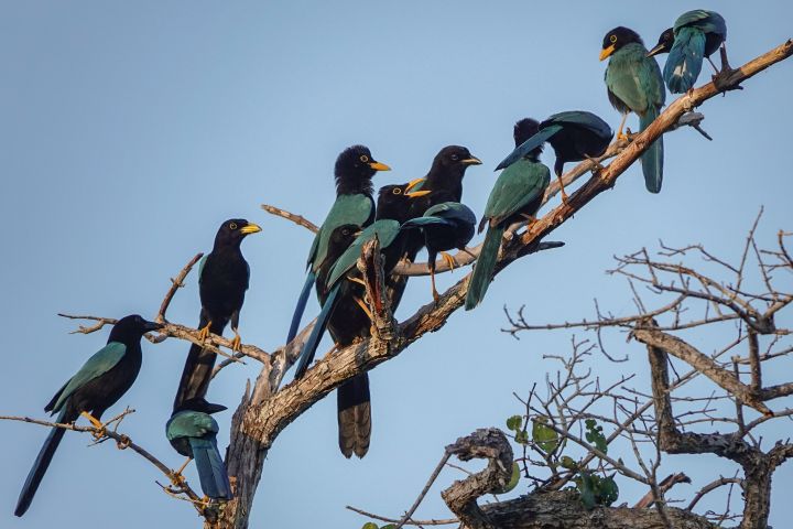 Readers’ wildlife photos – Why Evolution Is True