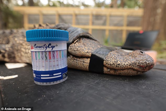 Dragged out of the filth and into rehabilitation, the once-erratic gator soon showed dramatic improvements in its health and behaviour