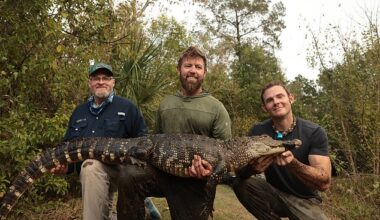 Florida is facing a bizarre new menace: meth-gators made more aggressive by drug contamination leaking into waterways