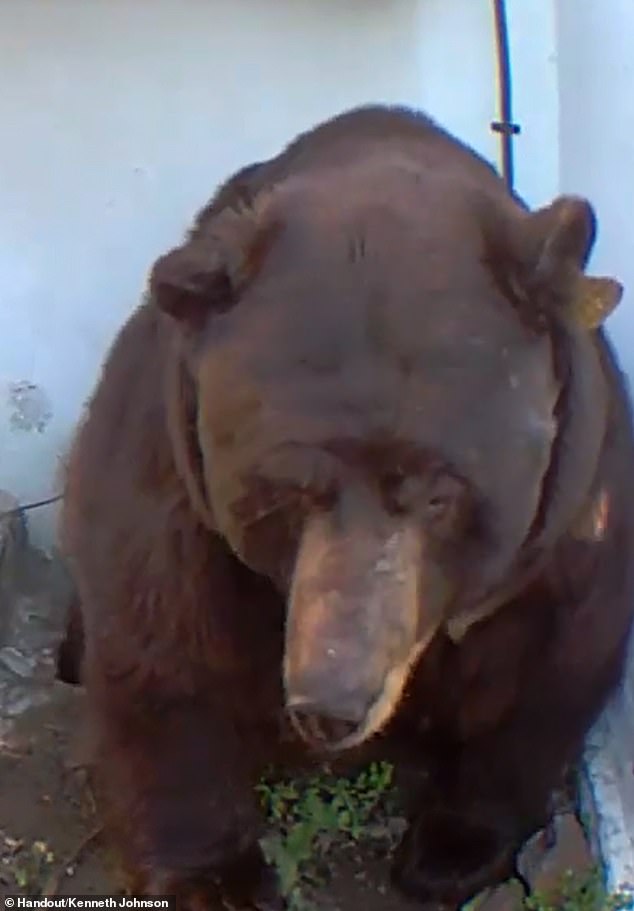 While Johnson doesn't believe the bear poses him any harm, he said he's staying well away from the side of his house