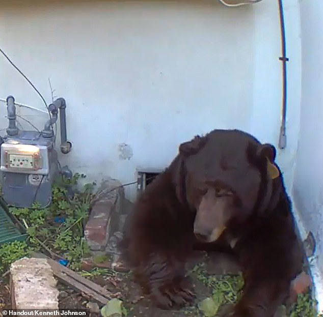 Footage of the bear emerging from the space in the side of his home showed the beast, with a yellow tag in its left ear, struggling to pull itself out onto the ground