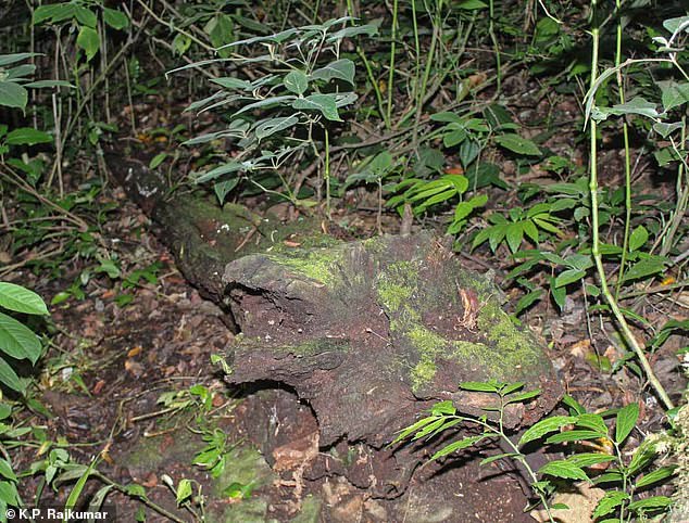 Researcher Rajkumar KP says least two frogs had died after being handled by photographers