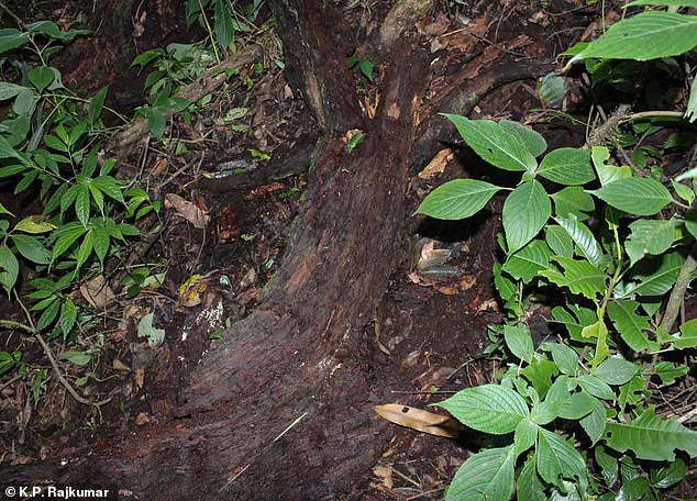 The galaxy frog is only found in some forests in India's southern Western Ghats. Pictured: A log where the frogs lived in the Keralan rainforest