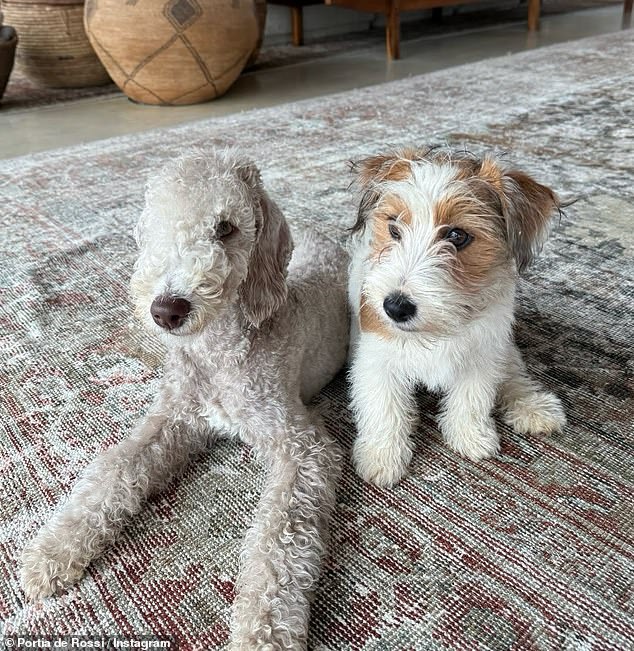 The December arrival of the unnamed pup shows the furry pair bonding, with both dogs clearly enamored with each other