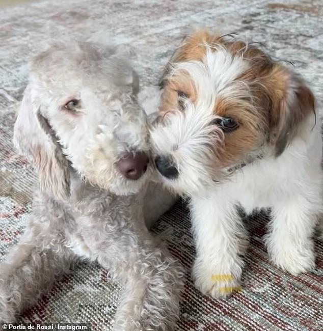 The former model shared photos of the couple’s newest four-legged addition (left), who joins their dog Sport (right), the puppy they welcomed in October