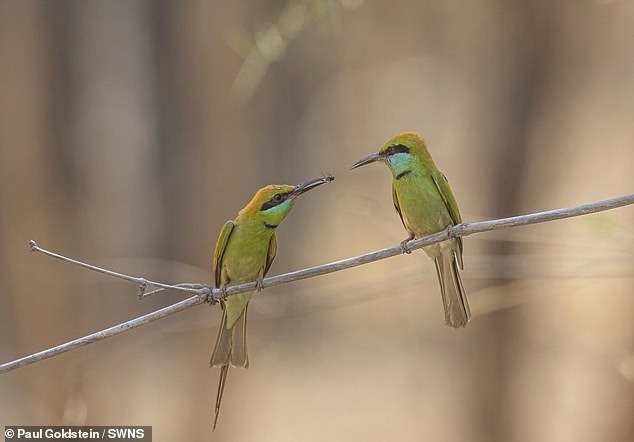 Exotic birds in India