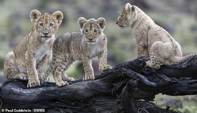 Lion cubs in Kenya