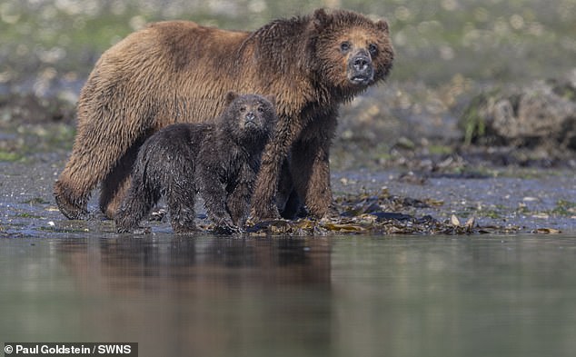 Bears in Alaska